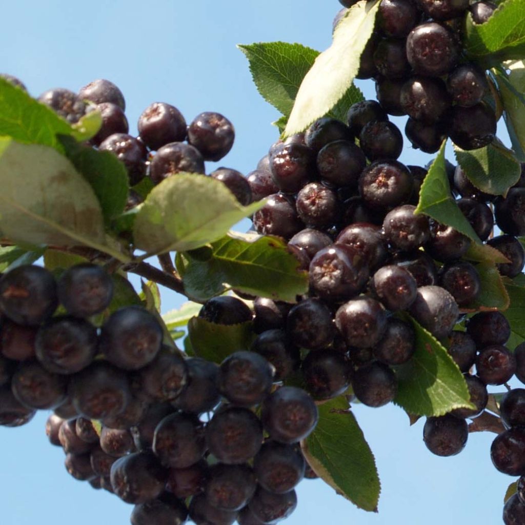 Chokeberry púrpura Nero - Aronia x prunifolia