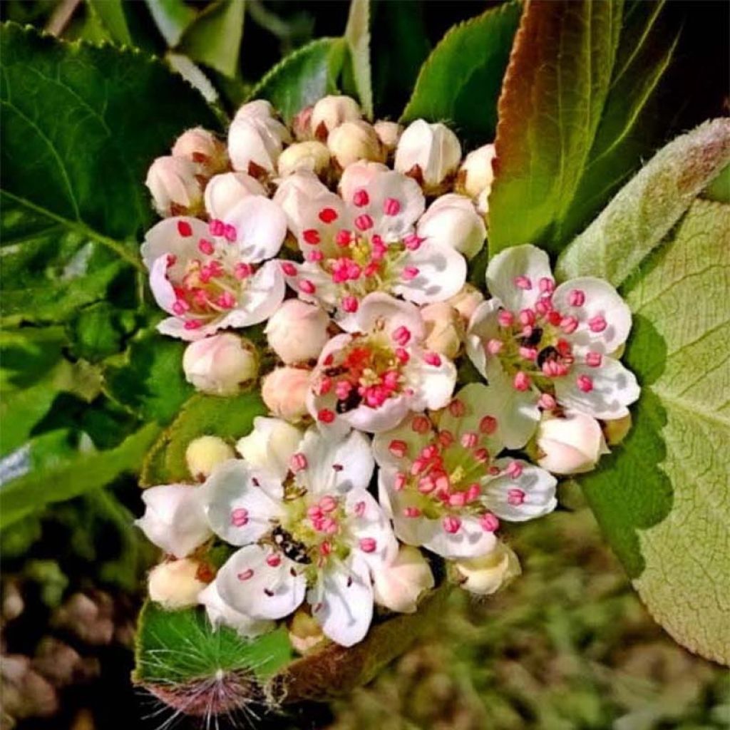 Chokeberry púrpura Nero - Aronia x prunifolia