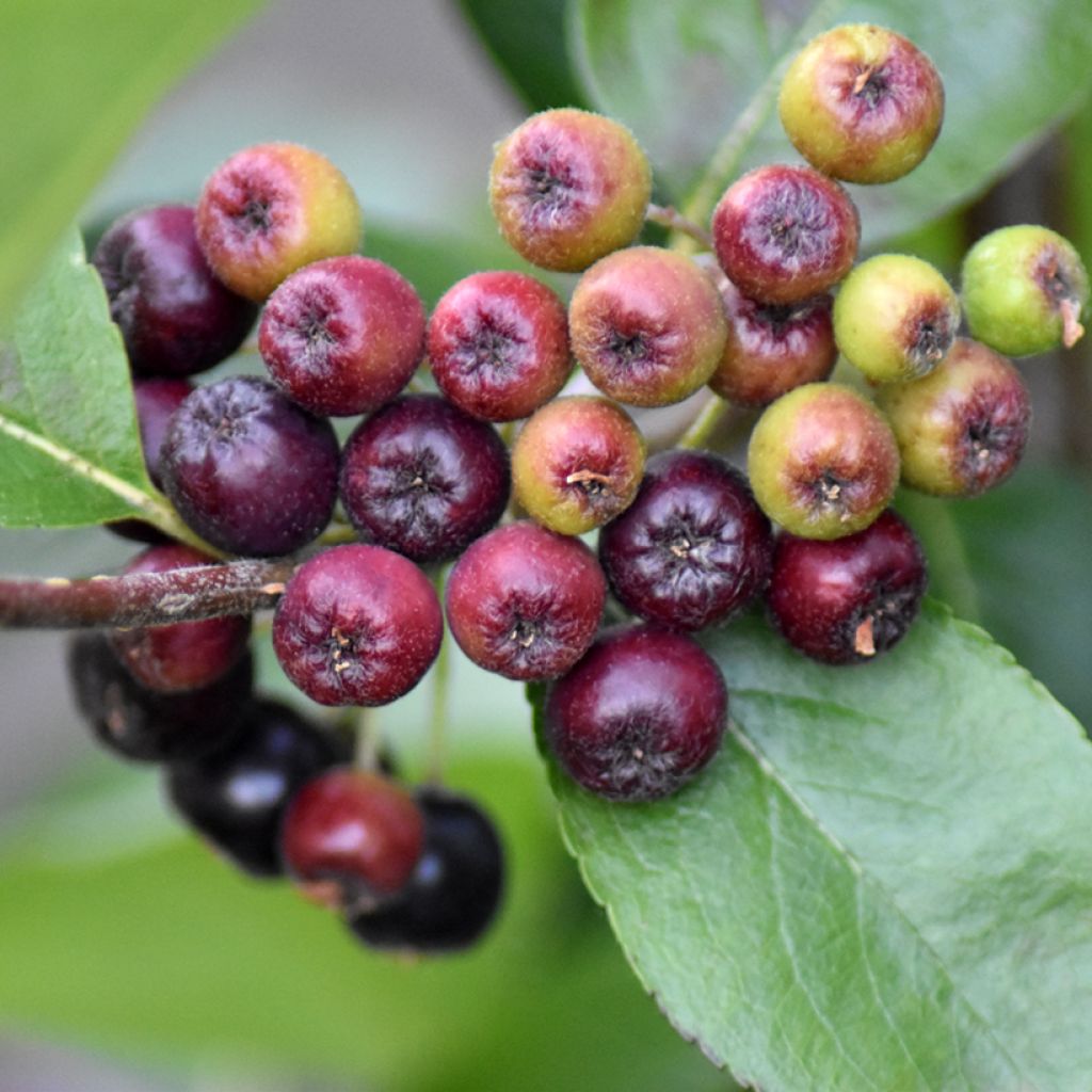 Chokeberry púrpura Nero - Aronia x prunifolia