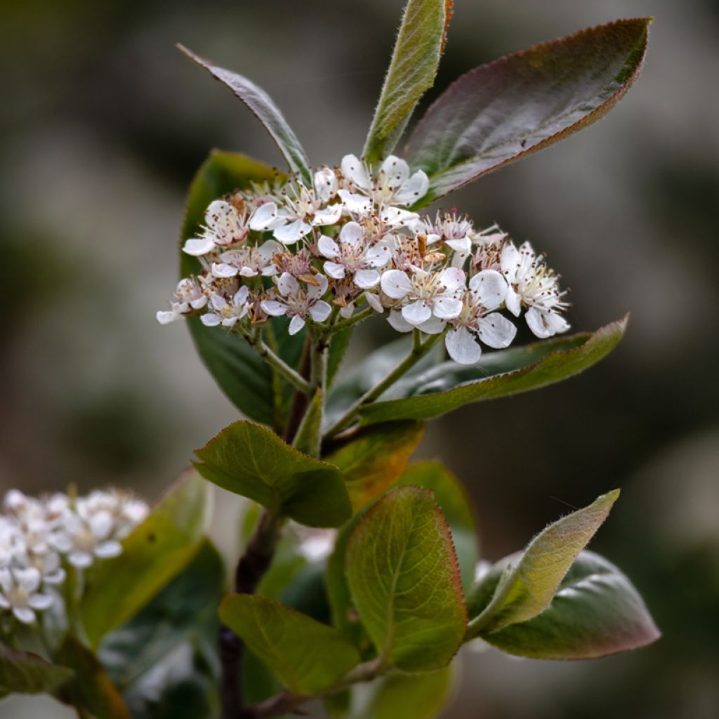 Chokeberry púrpura Viking - Aronia x prunifolia