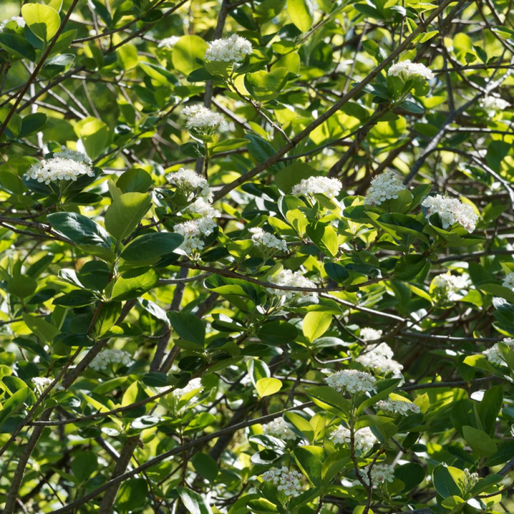 Chokeberry púrpura Viking - Aronia x prunifolia