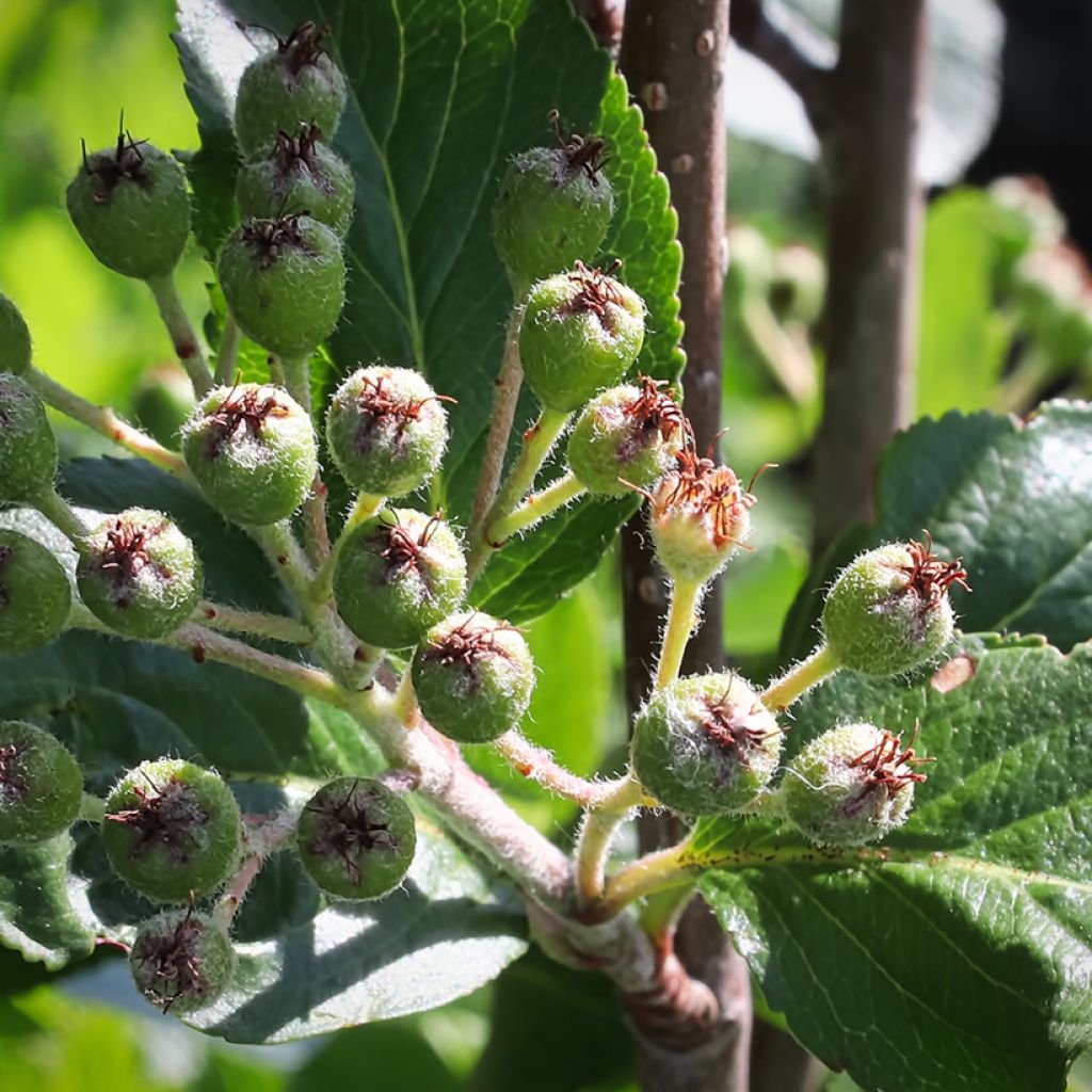 Chokeberry púrpura Viking - Aronia x prunifolia