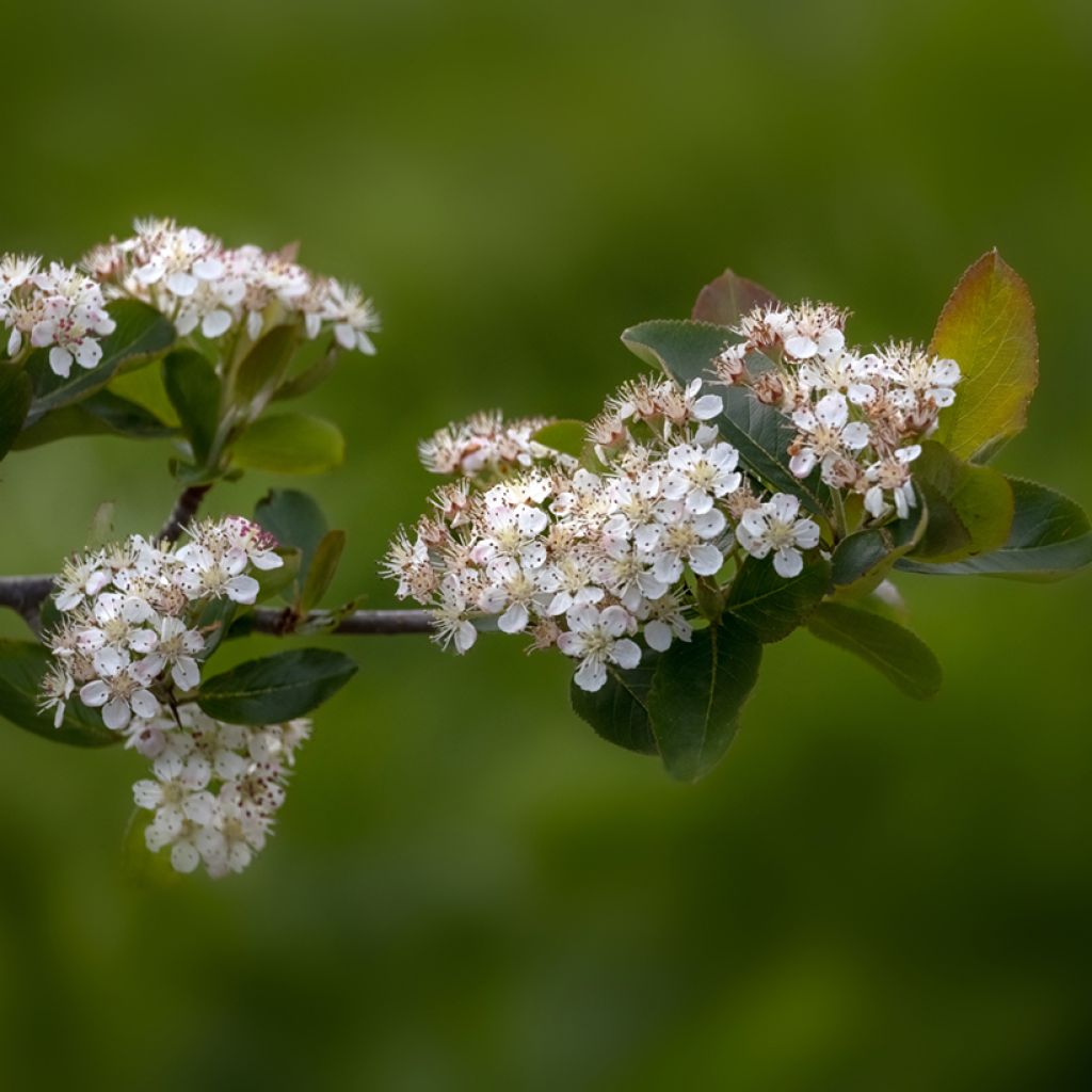 Chokeberry púrpura Viking - Aronia x prunifolia