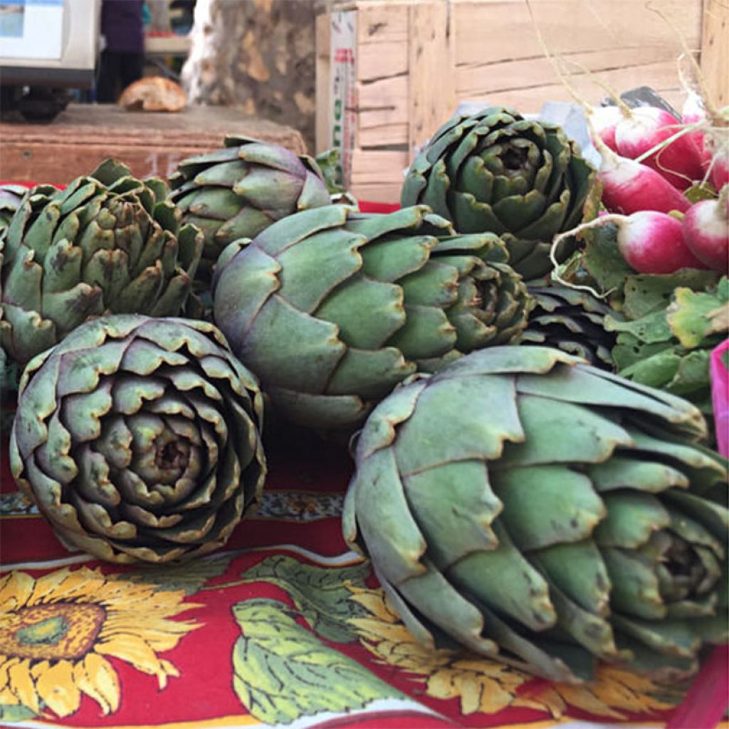 Alcachofa Vert de Provence