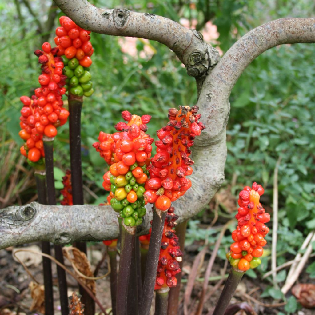 Arum italicum - Gouet d'Italie