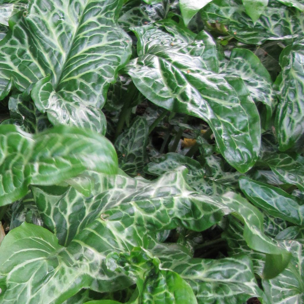 Arum italicum ssp. Italicum Marmoratum