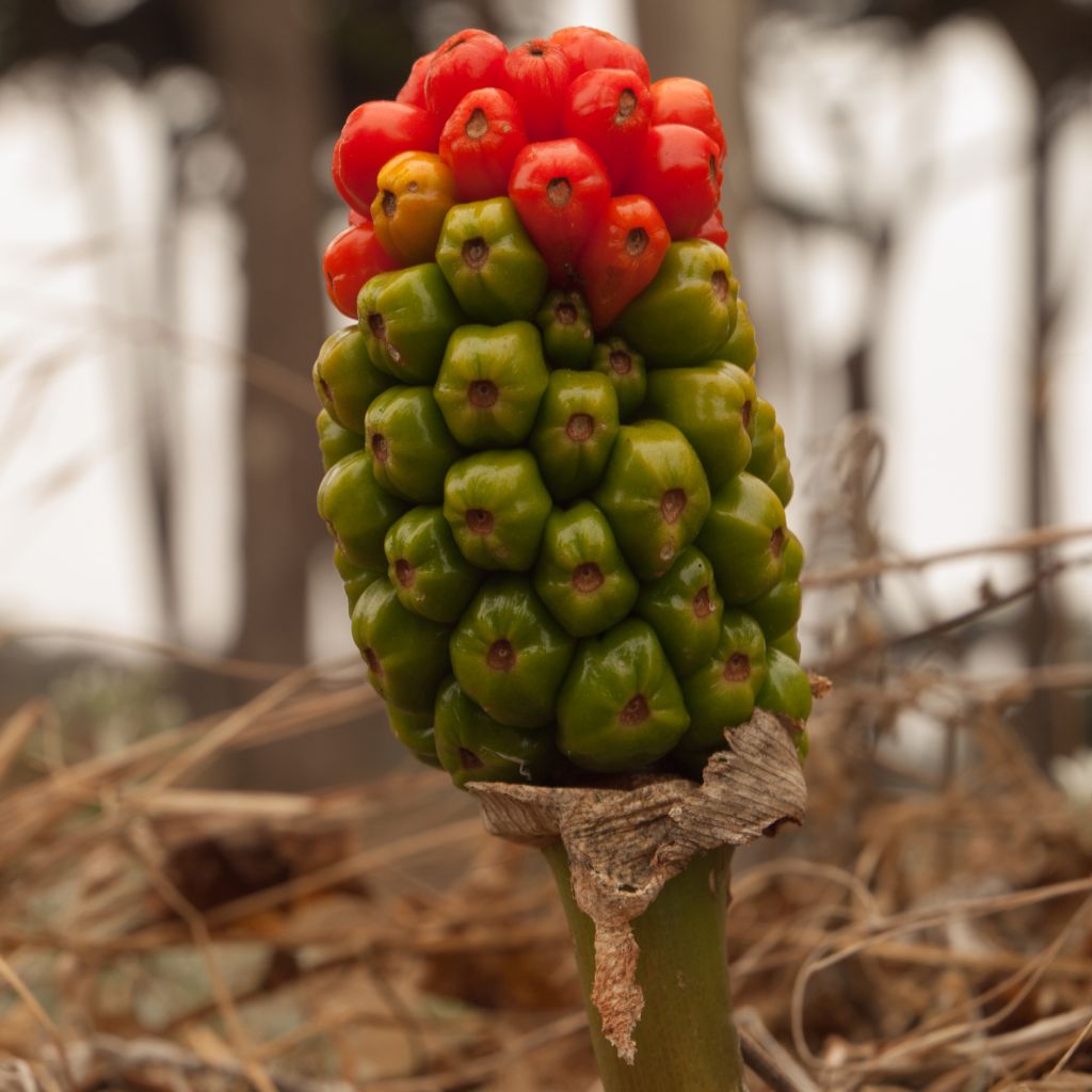 Arum italicum ssp. Italicum Marmoratum