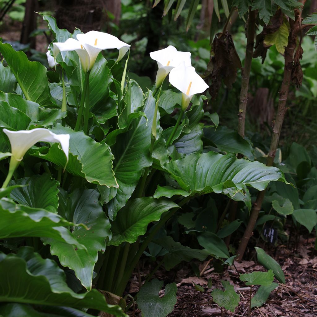 Zantedeschia aethiopica - Cala