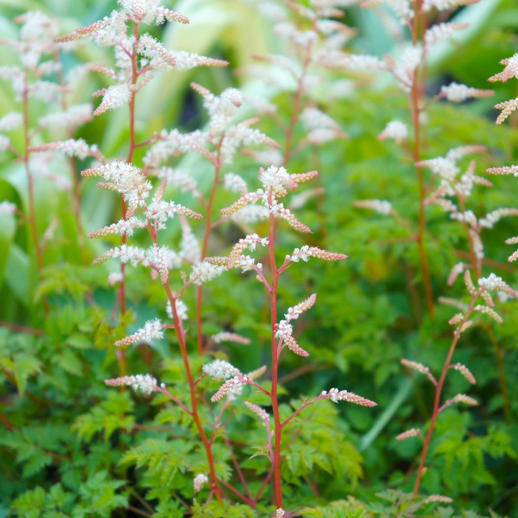 Aruncus aethusifolius - Barbas de cabra