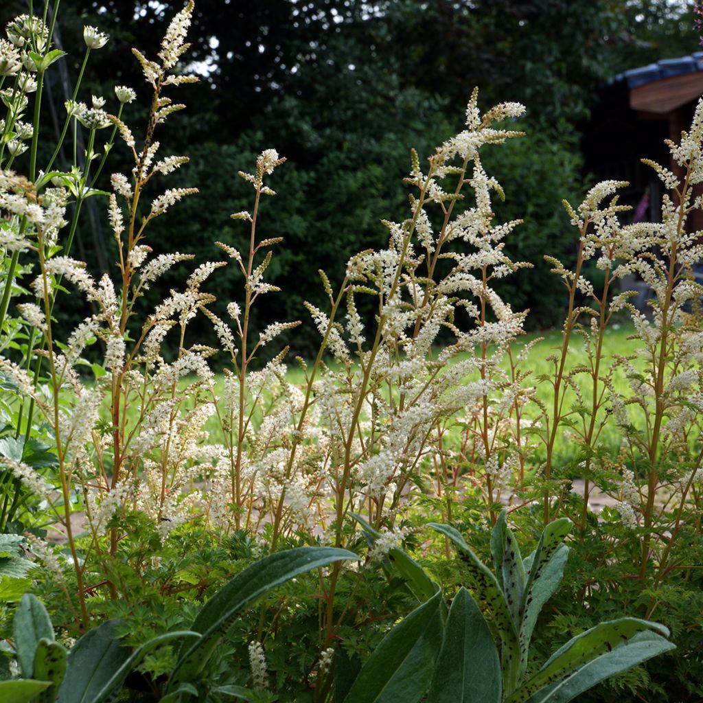 Aruncus aethusifolius - Barbas de cabra