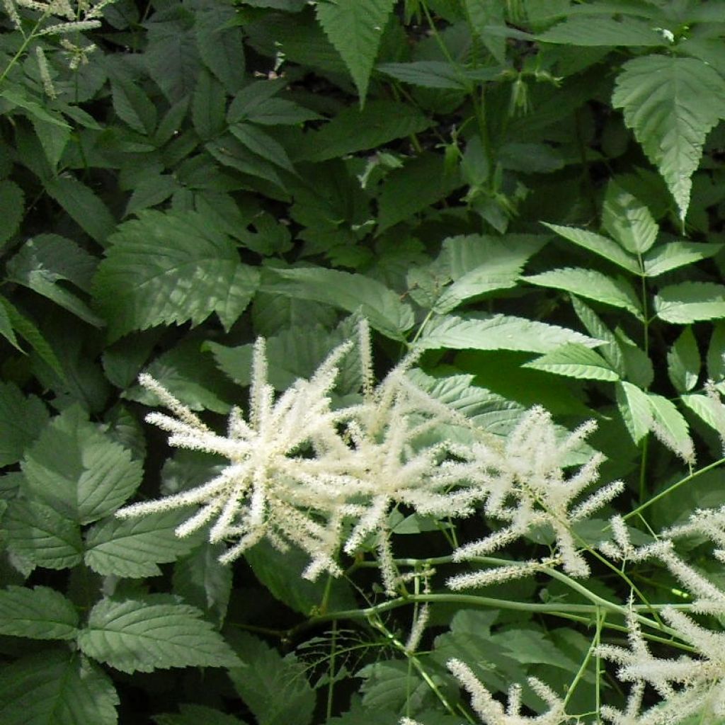 Aruncus dioïcus var. kamtschaticus