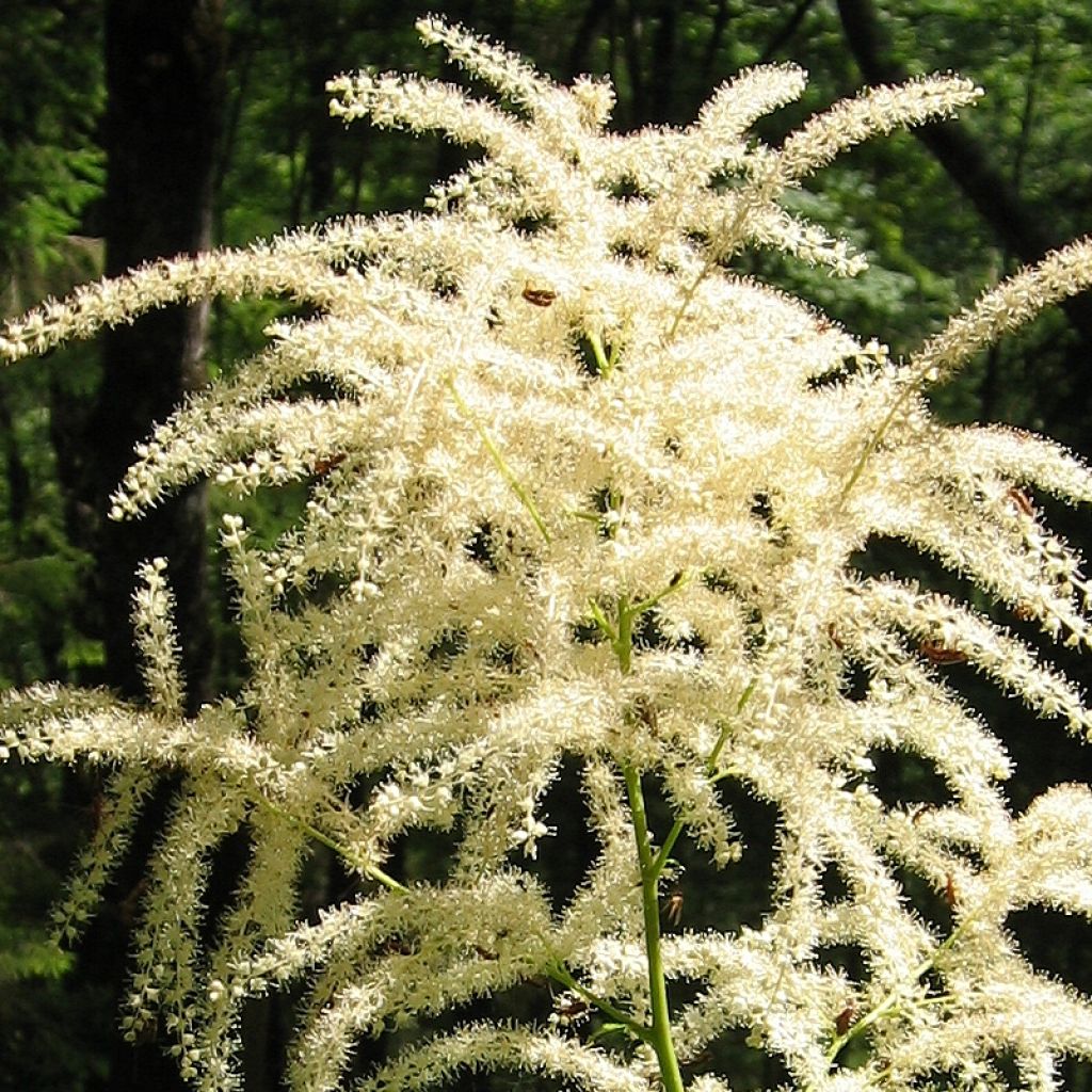 Aruncus dioïcus var. kamtschaticus