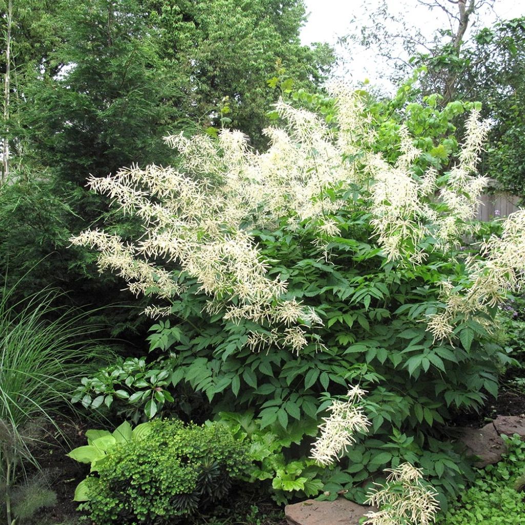 Aruncus hybride Misty Lace - Barbe de bouc