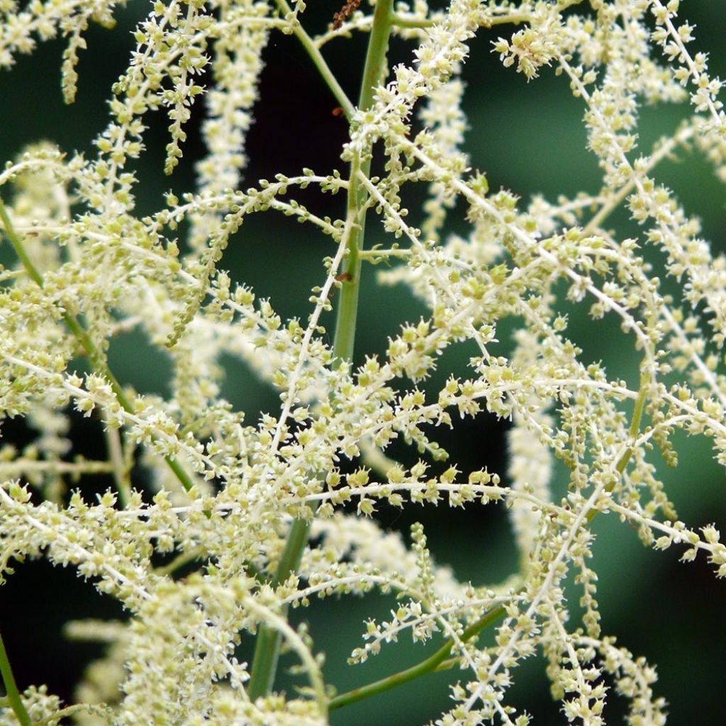 Aruncus hybride Misty Lace - Barbe de bouc