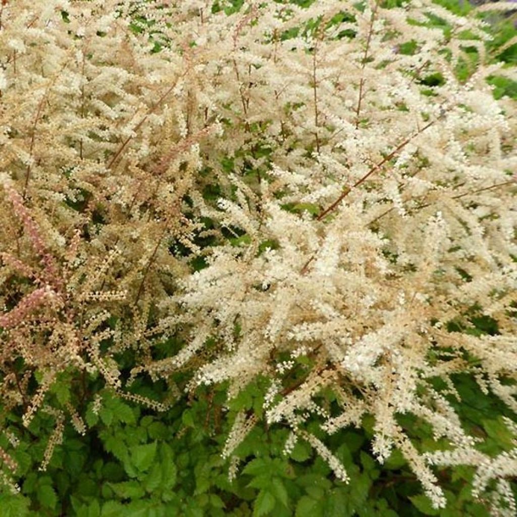 Aruncus hybride Misty Lace - Barbe de bouc