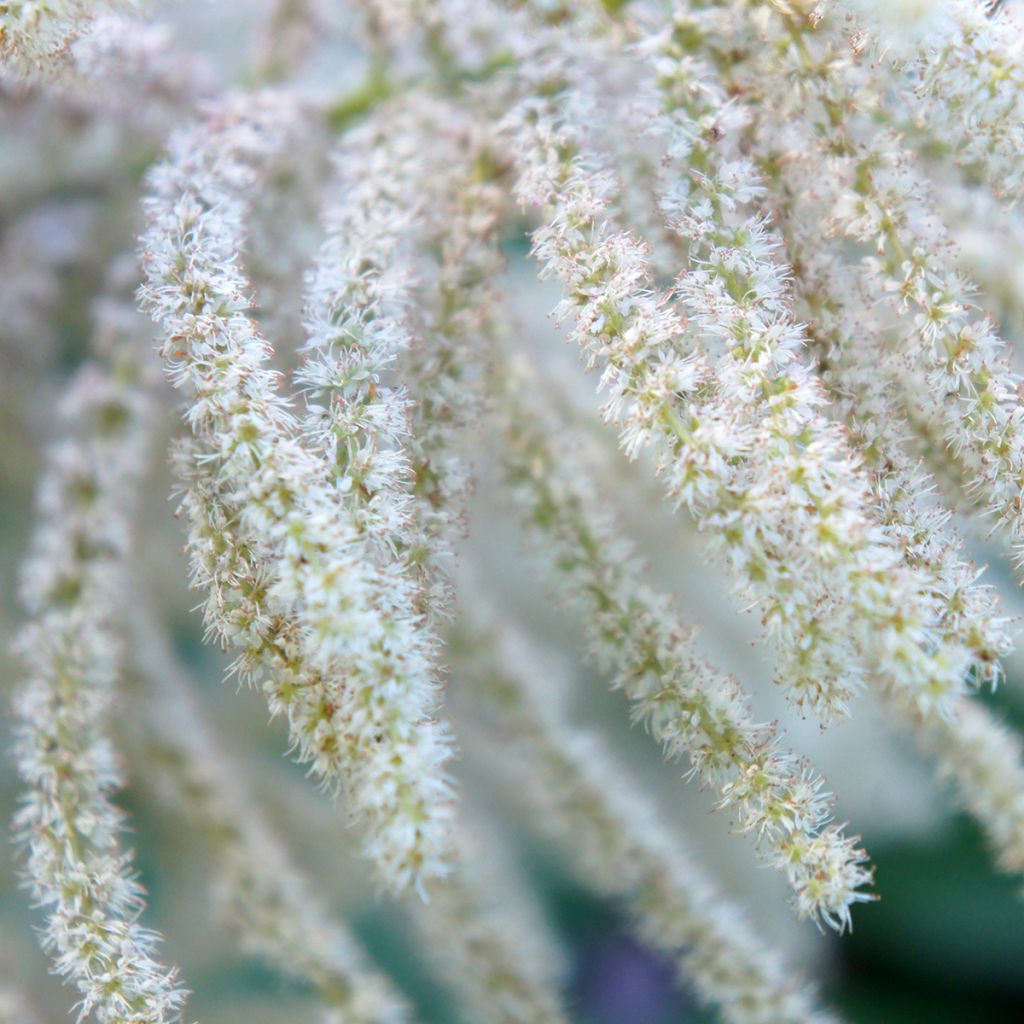 Aruncus sinensis Zweiweltenkind