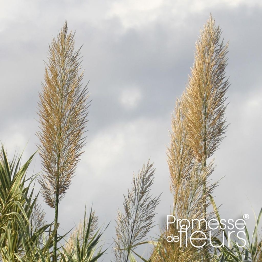  Arundo donax Aureovariegata - Canne de Provence