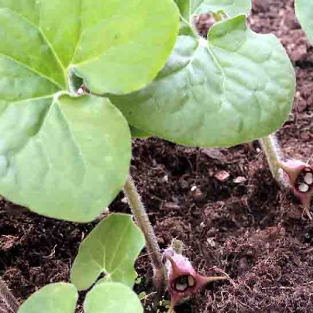 Asarum canadense - Asaret