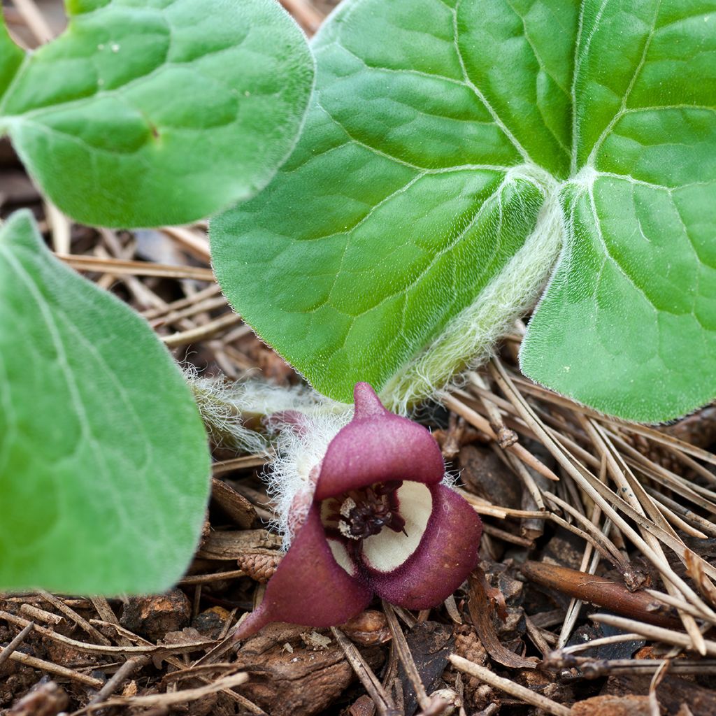 Asarum canadense - Jengibre salvaje