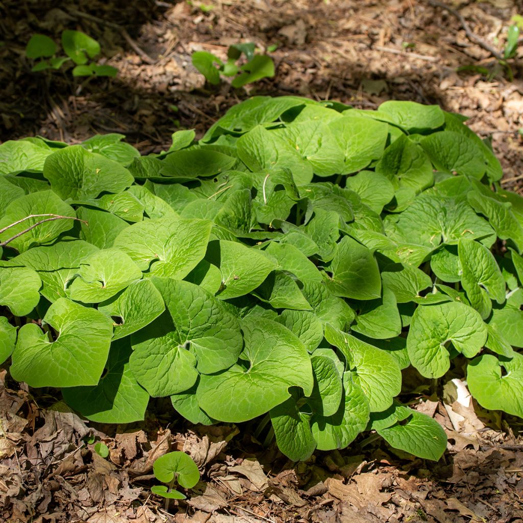 Asarum canadense - Jengibre salvaje