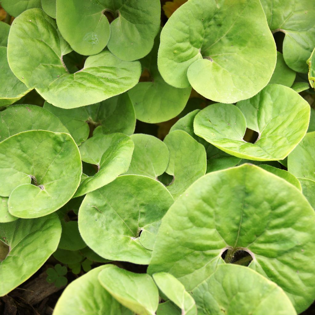 Asarum canadense - Jengibre salvaje