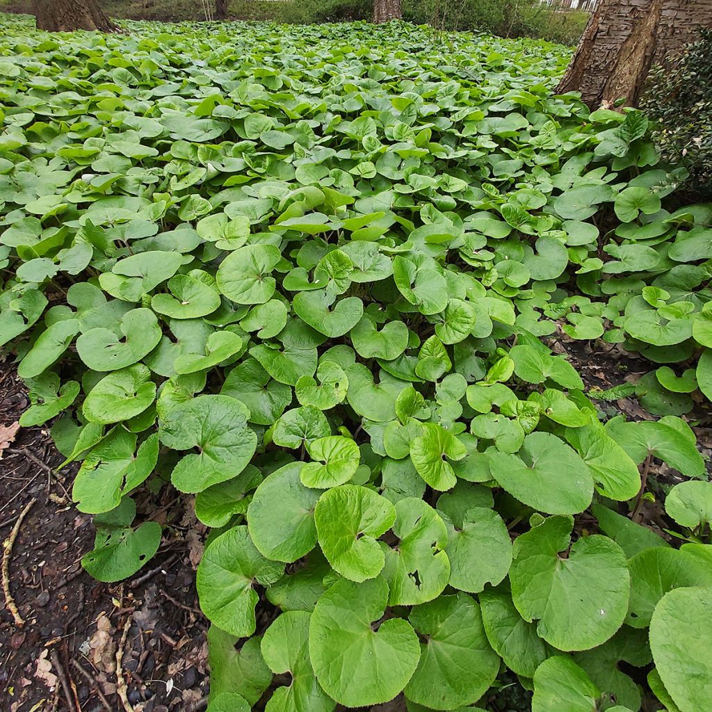 Asarum canadense - Jengibre salvaje