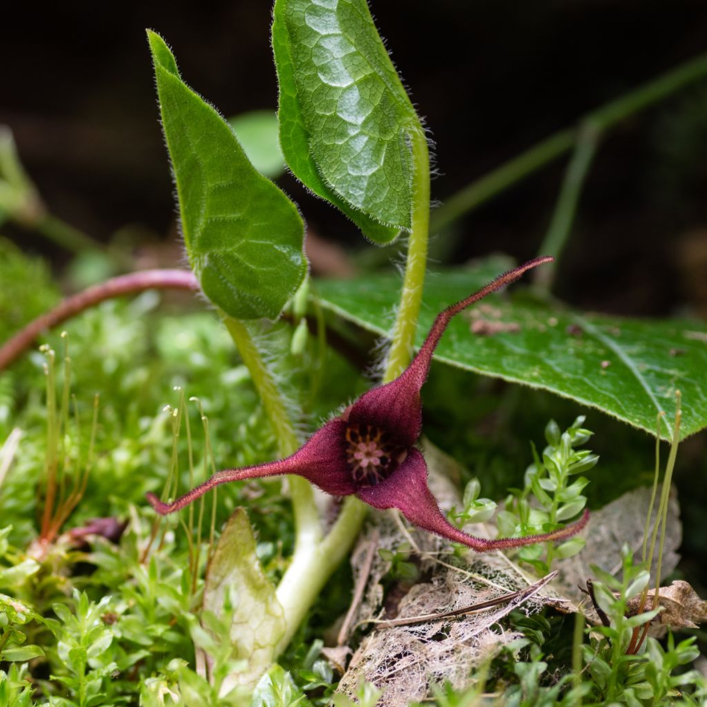 Asarum caudatum - Ásaro