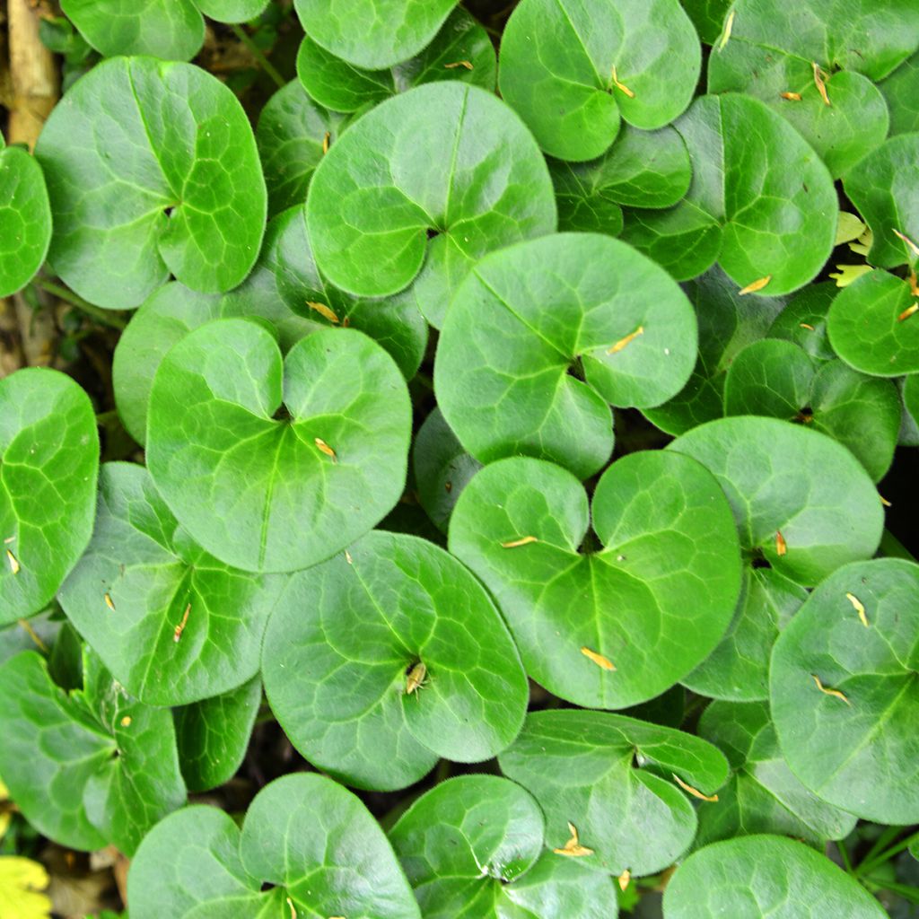 Asarum europaeum - Ásaro europeo