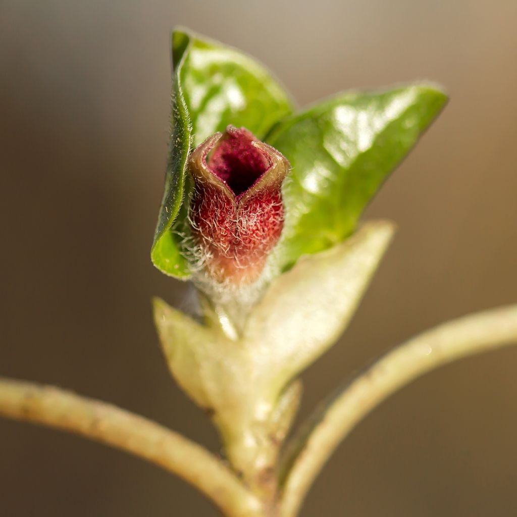 Asarum europaeum - Ásaro europeo