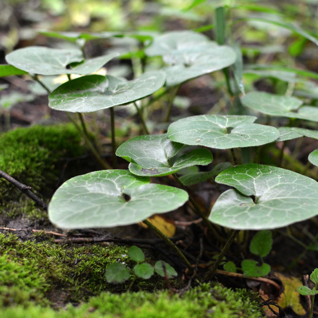 Asarum europaeum - Ásaro europeo