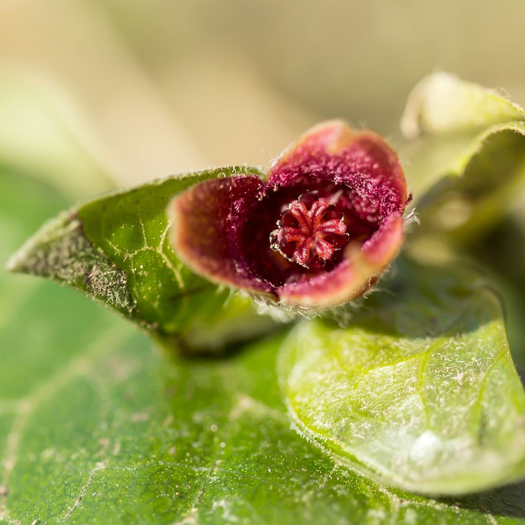 Asarum europaeum - Ásaro europeo