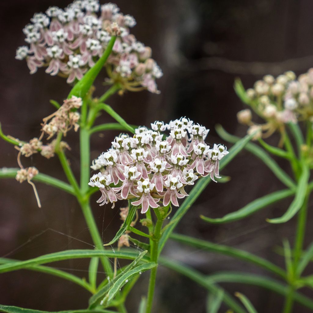 Asclepias fascicularis - Algodoncillo