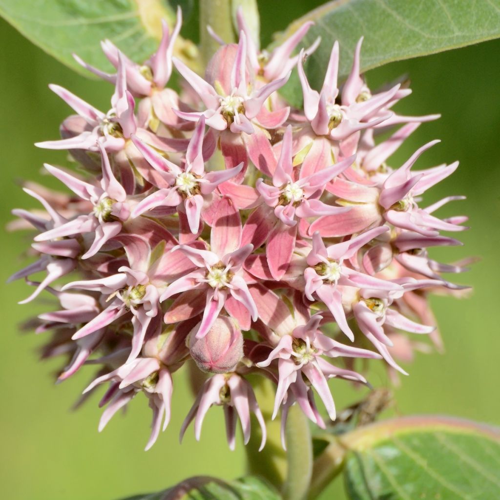 Asclepias speciosa - Algodoncillo