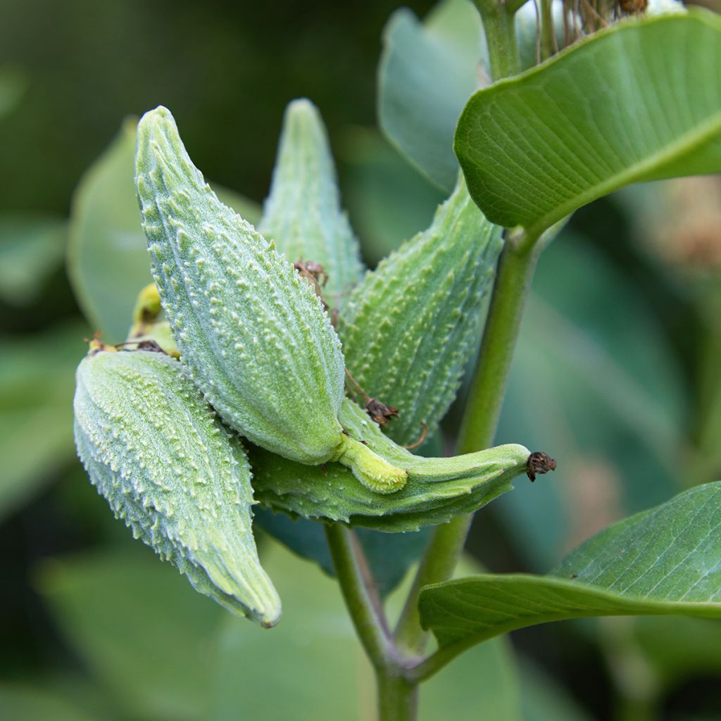 Asclepias speciosa - Algodoncillo