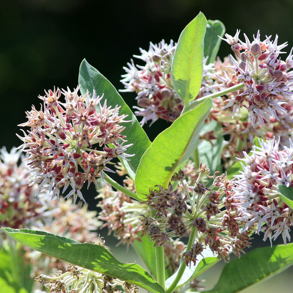 Asclepias speciosa - Algodoncillo