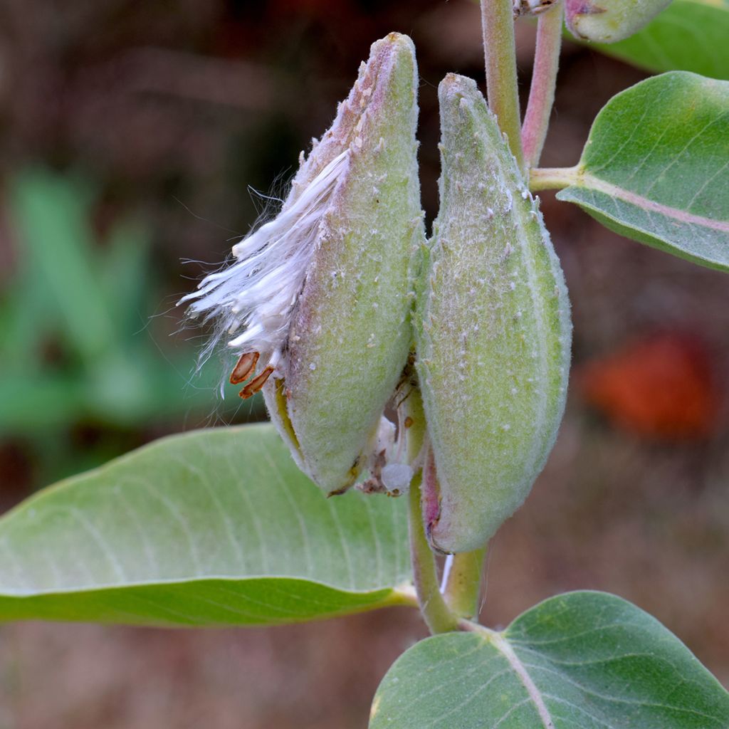 Asclepias speciosa - Algodoncillo