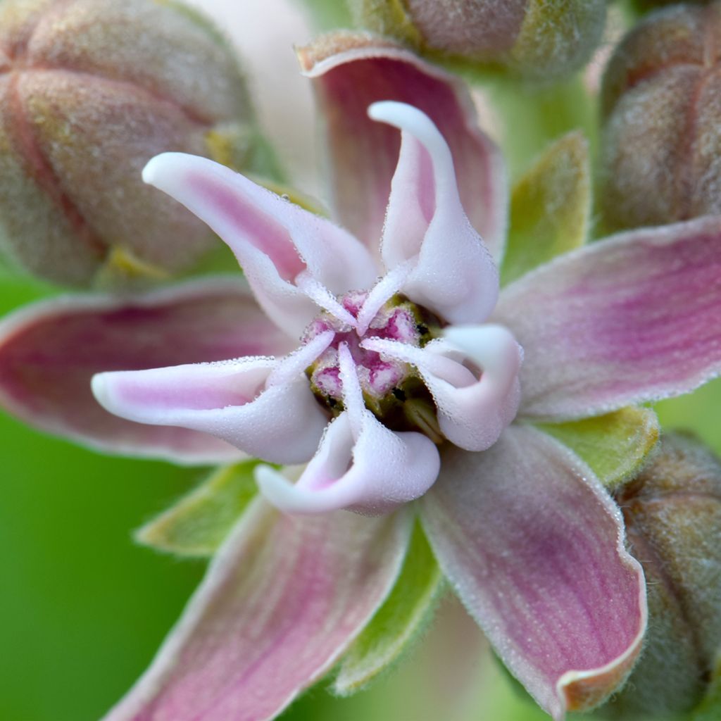 Asclepias speciosa - Algodoncillo