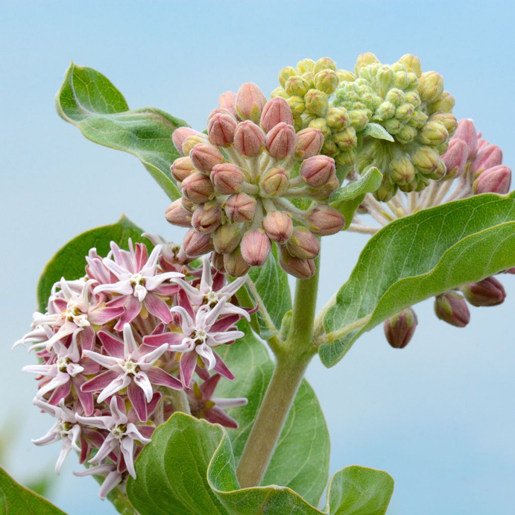 Asclepias speciosa - Algodoncillo