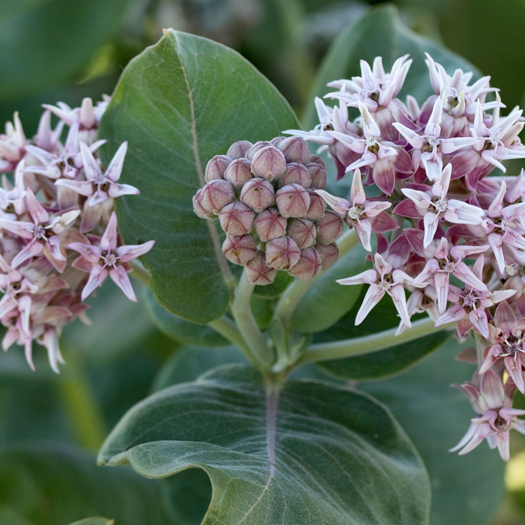 Asclepias speciosa - Algodoncillo