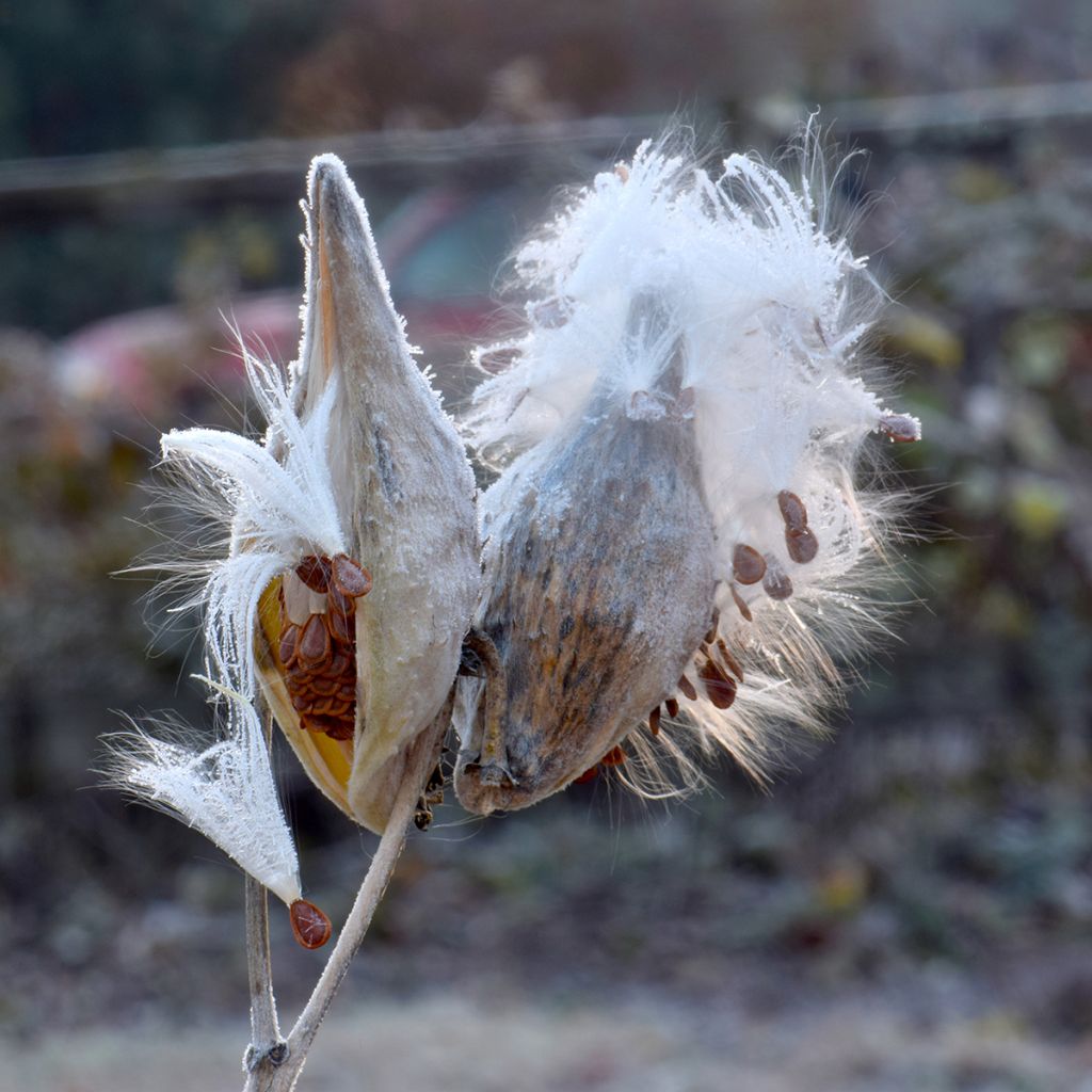 Asclepias speciosa - Algodoncillo