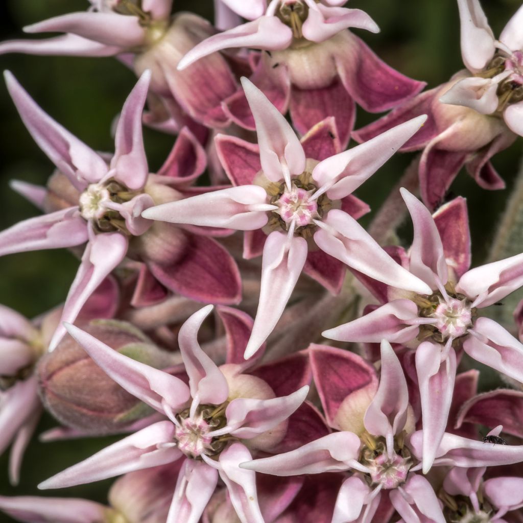 Asclepias speciosa - Algodoncillo