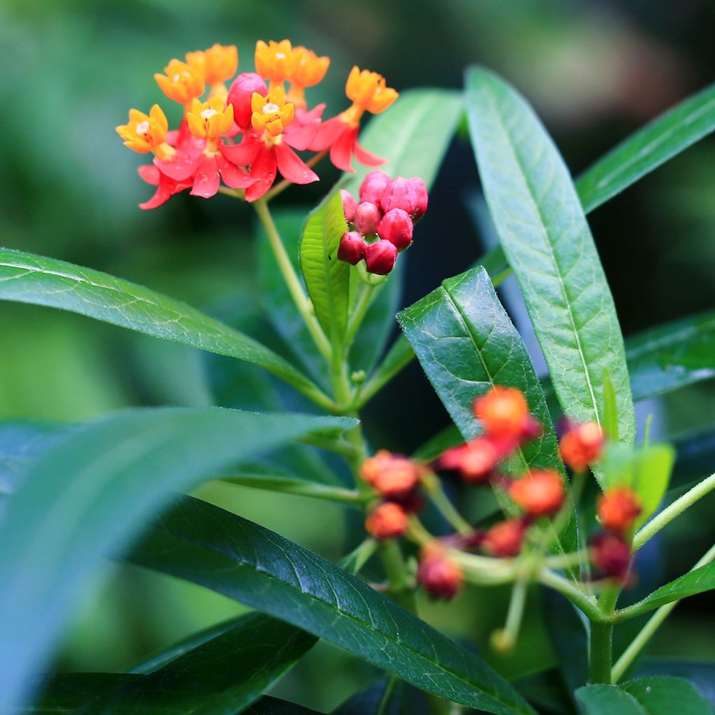 Asclepias curassavica - Flor de sangre