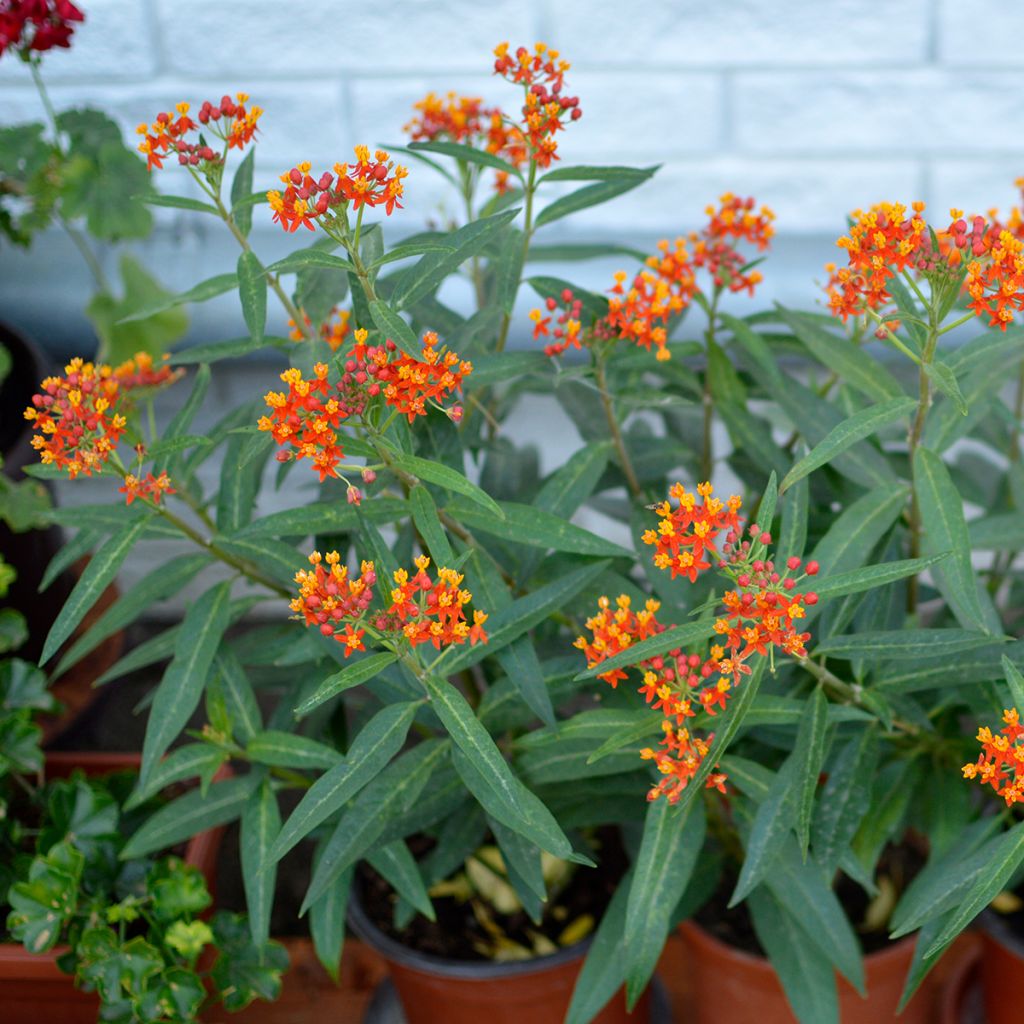 Asclepias curassavica - Flor de sangre