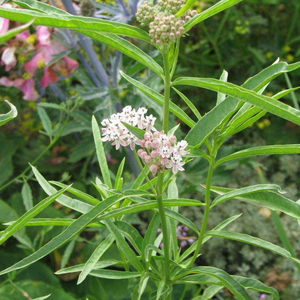 Asclépiade, Asclepias fascicularis