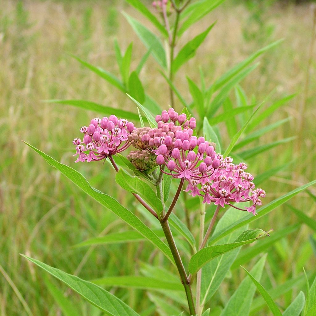 Asclepias incarnata - Algodoncillo de México