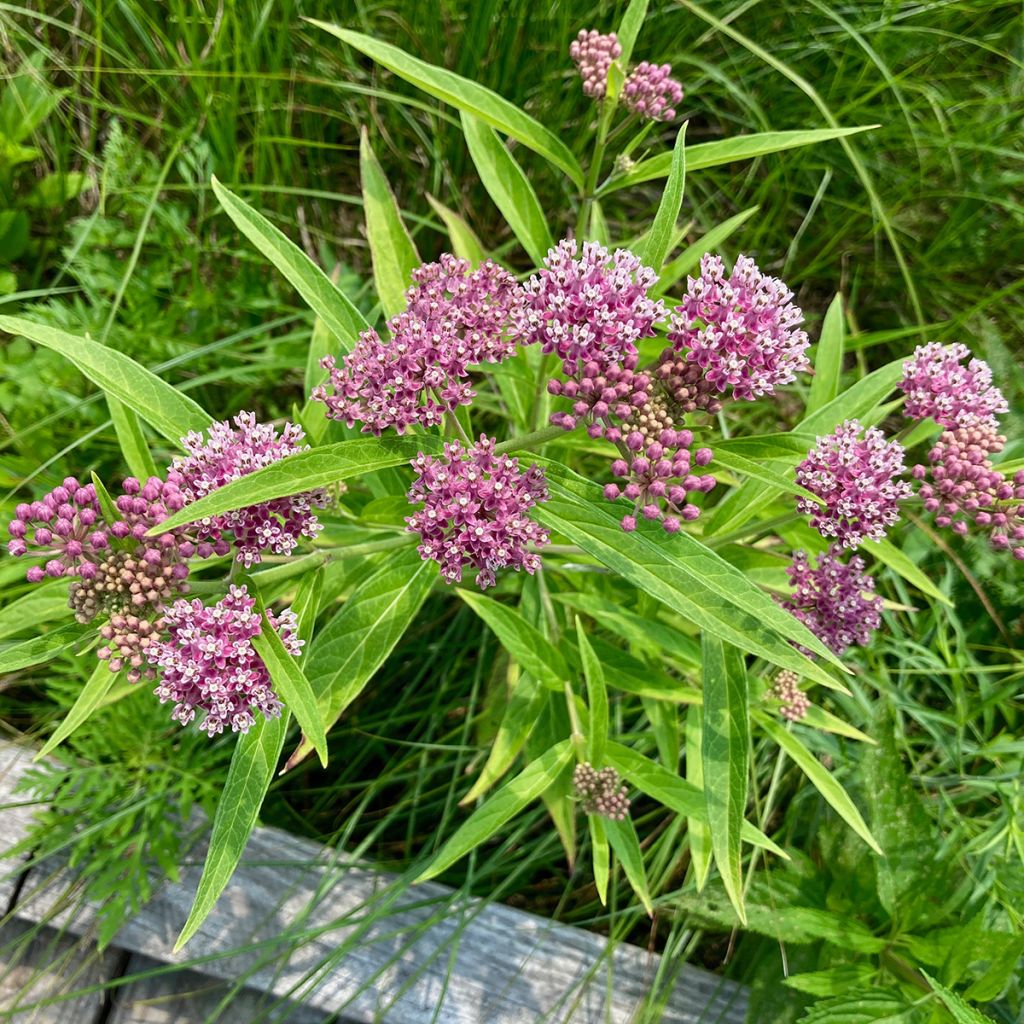 Asclepias incarnata - Algodoncillo de México