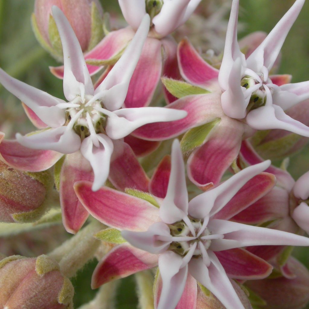 Asclépiade, Asclepias speciosa