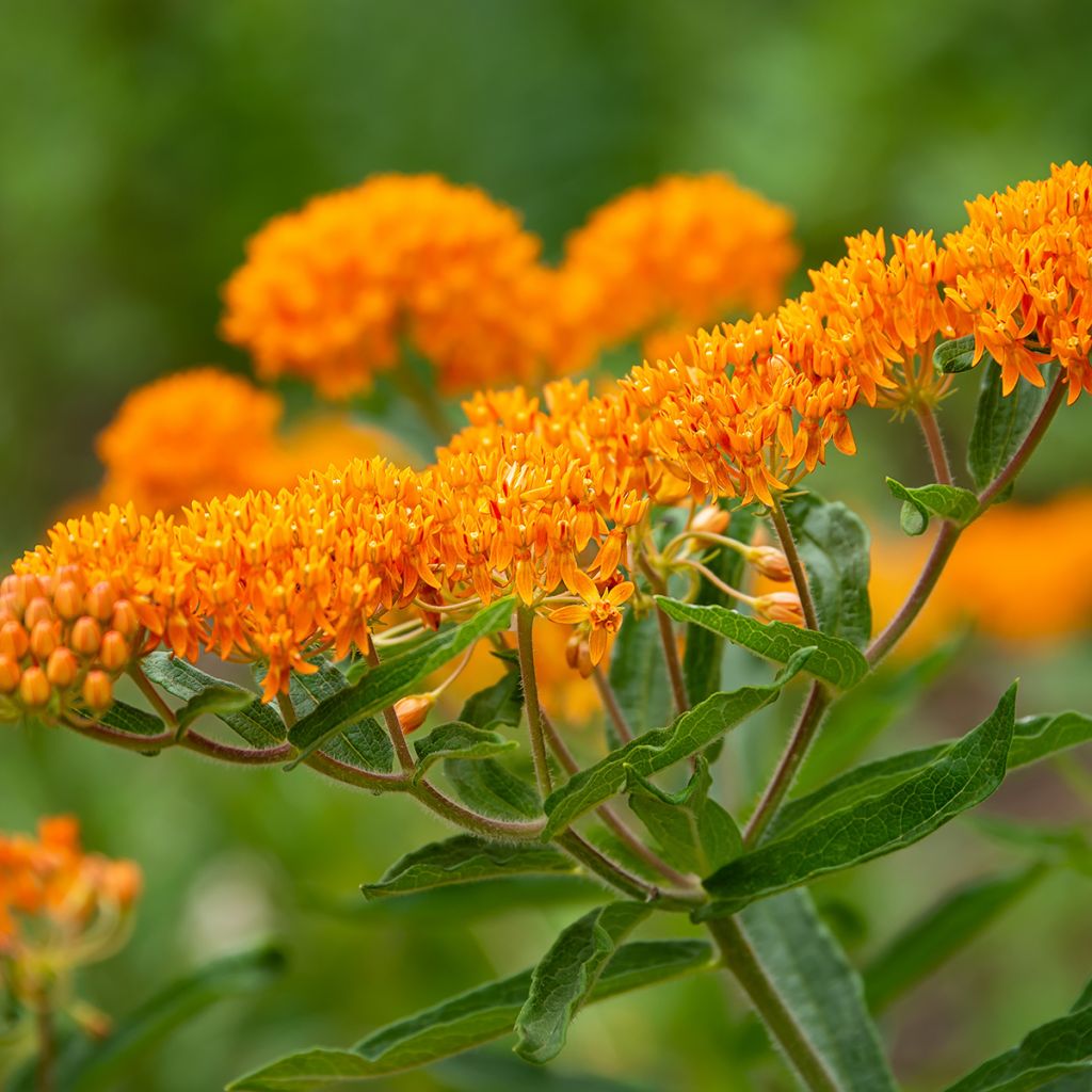 Asclepias tuberosa - Algodoncillo