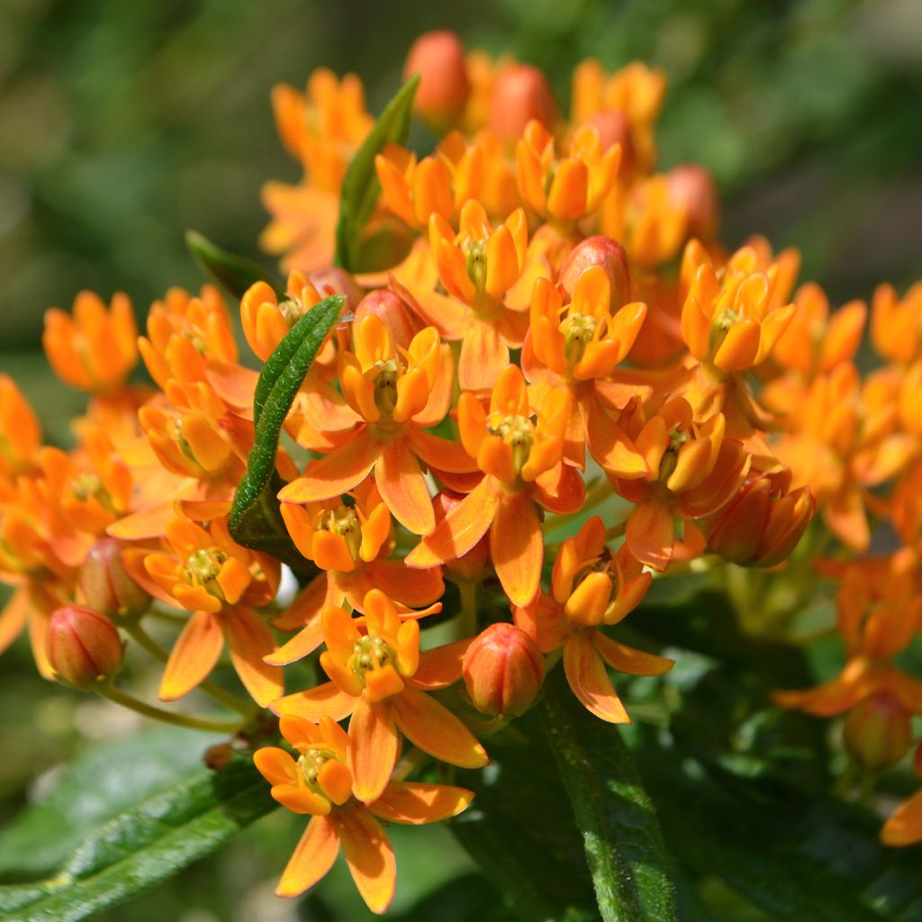 Asclepias tuberosa - Algodoncillo