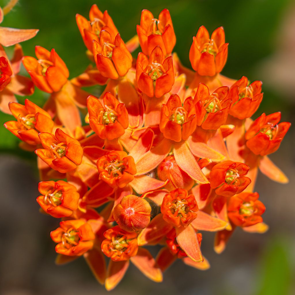 Asclepias tuberosa - Algodoncillo